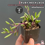 สร้อยไข่มุกม่วง Ruby Necklace - Senecio Herreianus Purple Flash ไม้อวบน้ำ กุหลาบหิน cactus&amp;succulentหลากหลายสายพันธุ์