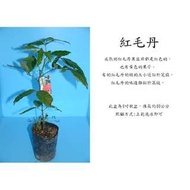 心栽花坊-紅毛丹/水果苗/未嫁接/售價180特價150