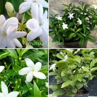 Real Plant Flower Jasmine Plant Bunga Melur Live Pokok Bunga Melur Wangi Pokok Jasmin Jasmine Flower