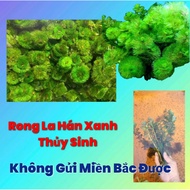 (15 branches)Green arhat seaweed-Thuy Sinh