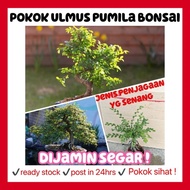 Rina • pokok ulmus pumila bonsai • Chinese elm gardening garden live plant houseplant indoor outdoor