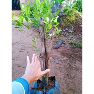bahan bonsai beringin mengki pohon hidup 9999999% juyvwt 1237kq