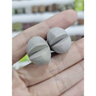 LITHOPS color for MACARON/RAINBOW set Dintheranthus/succulent 彩套“马卡龙色”春桃玉 /肉椎/多肉 屁屁生石花 tumbuhan