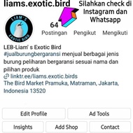 Ready Burung Pleci Wallacea Pleci Kepala Emas Pilihan Jantan -Lapak Robi