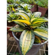 READY STOCK Live Plant Pokok  Pendek Daun Lidah Jin［虎尾兰］