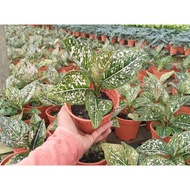 Aglaonema Tom's Pride Plant - Fresh Gardening Indoor Plant Outdoor Plant