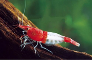 Red Rili Shrimp Neocaridina shrimp x 10 pcs by [3k Aquatic]