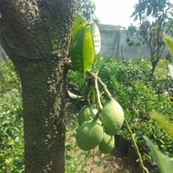 bibit pohon mangga sudah berbuah