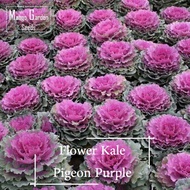 Pigeon Purple Flower Kale Seeds - 20 Seed *Pot Friendly* - Ornamental Kale, Brassica, Flowering Kale