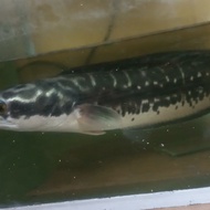 Ikan Toman