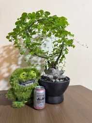 龜甲龍 激突