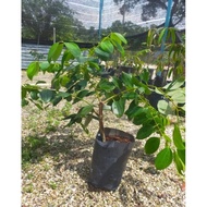 Anak Pokok Kulit Kayu Manis/Cinnamon Live Tree