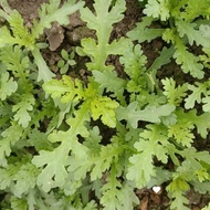 Three-pronged Artemisia Seeds Artemisia Seeds Split-pronged Artemisia Four Seasons Green Vegetables 