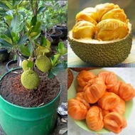 cepat berbuah anak POKOK CEMPEDAK DURIAN hibrid MANIS plant cempedak durian/ pokok cempedak / cemped