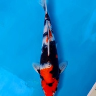 Ikan Koi Import Tosai Showa Isa Kindai 222 Lintanggroup9