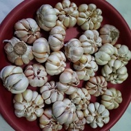 bawang putih 1kg/bawang putih honan/bawang putih banci/bawang putih