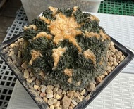 螺旋龜甲岩牡丹仙人掌塊根植物