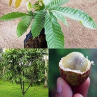 Anak pokok longan Brazil , matoa