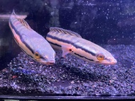 Channa Micropeltes/ Toman Harimau snakehead fish 多曼鱼 monster fish pellet trained