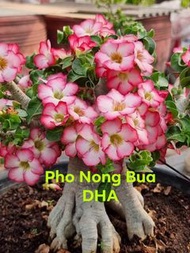 泰國🇹🇭直送羊角沙漠玫瑰種子 Adenium DHA 雙瓣羊 emerald green pNB