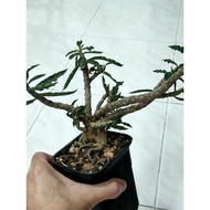 Nice Euphorbia Decaryi 老庄皱叶麒麟大块垠