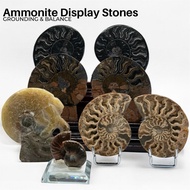 Ammonite Fossil Display Stones