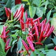 10 Biji Benih Cabe RED CAYENNE Pepper Sayuran Cabai