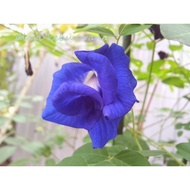 Anak Pokok Bunga Telang/Nasi kerabu biru berlapis / Double blue butterfly pea sapling