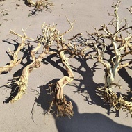Peeled Honeysuckle Tree Shape Branches Decorative Trunk Branches Dead Tree Rod Keelbone Landscaping 