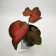 Caladium Red Chamber (East Malaysia Delivery)