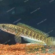 Baby Channa auranti 10-15cm (bonus Asiatica ws )