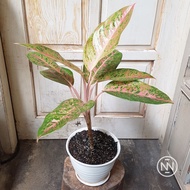 Aglaonema Big Roy