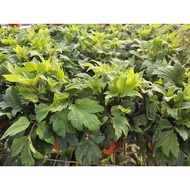 Egyptian Sawtooth Coriander House Home Potted Plant Gardening Landscaping