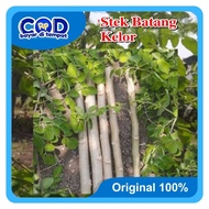 ​Moringa Seeds Moringa Oleifera/ - 25cm Stem Cuttings Ready to Plant - Herbal Plants Rich in Benefit