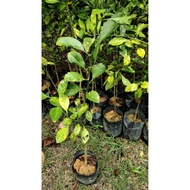 POKOK PENANTI LIMAU KASTURI // SAIZ M & L // BIJI BENIH // 1 ORDER LIMIT HANYA 3 POKOK SAHAJA