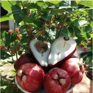 Terlaris Bibit Tanaman Buah Jambu Air Jamaika-Bibit Jambu Air Jamaika Murah Hasil Cangkok TERBAIK