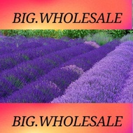 20pcs Lavender seeds Biji lavender薰衣草种子