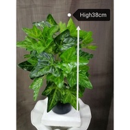 Pokok Hiasan Dalam Rumah