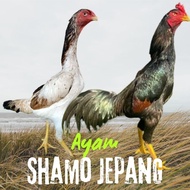 telur ayam shamo eropa ori   bisa untuk di tetaskan