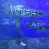 Ikan Hias " Channa Asiatica " Size 12 - 15 Cm
