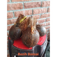 Benih Bonsai Kelapa S