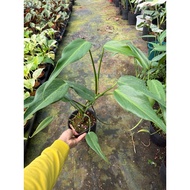 Monstera F8 Pot ( Monstera Burle Marx Flame )