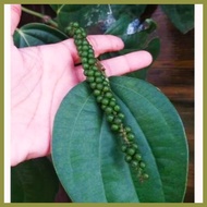 ✤ ▪ ♕ Paminta Black Peppercorns seedlings Pamienta black pepper seedlings