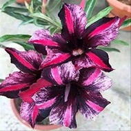 Adenium Kamboja Japan - Japanesse Red Mis Black Desert Rose
