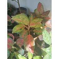 ♞(2) Aglaonema Varieties Uprooted Live Plants (LUZON ONLY)