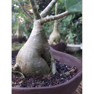 Benih berkualiti Bonsai Adenium bunga pink dan putih / kemboja Vietnam