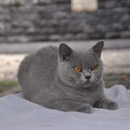 kucing British shorthair pedigree