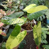 [ READY ] Tanaman Hias Philodendron 'Burle marx Variegata' ORI
