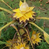 1 ต้น กล้วย Banana Tree Plant ต้นสูง 30-50 ซม มีรากแล้ว