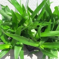 Pokok Rumput Beijing/Rumput Siti Khadijah